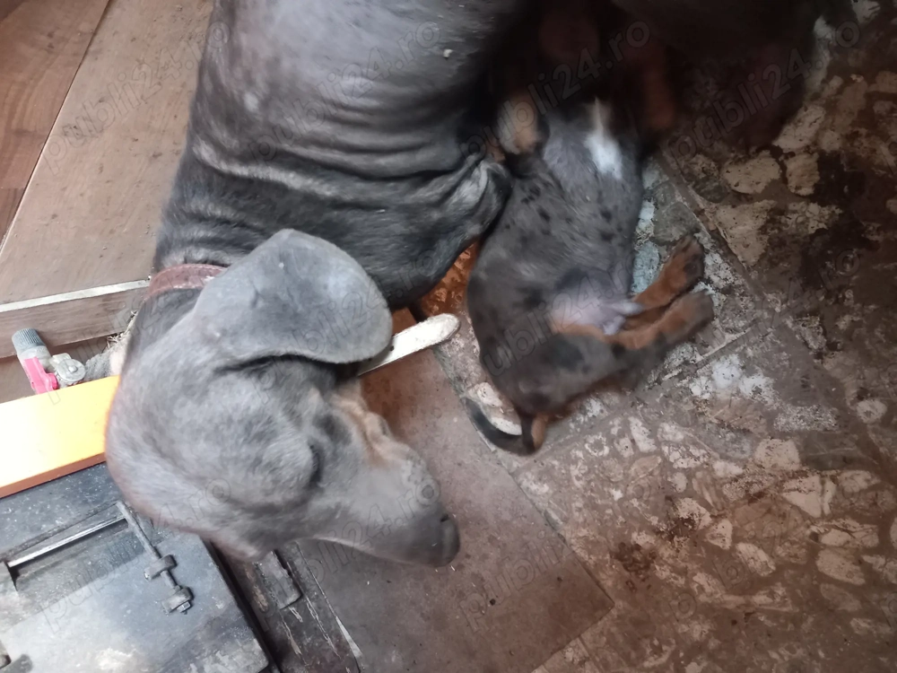 Femela teckel Blue + căței 