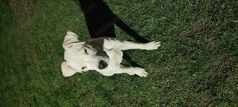 Vând cățel dog argentinian  6 luni 
