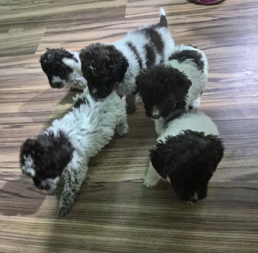 Cățeluș de rasă  Lagotto 