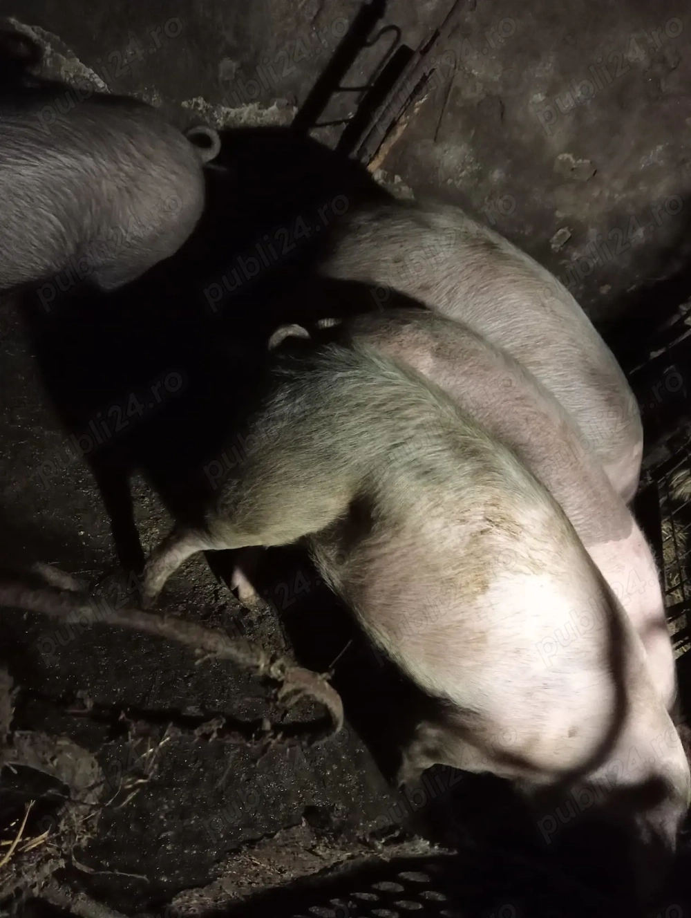 Vând un porc și o scrofita