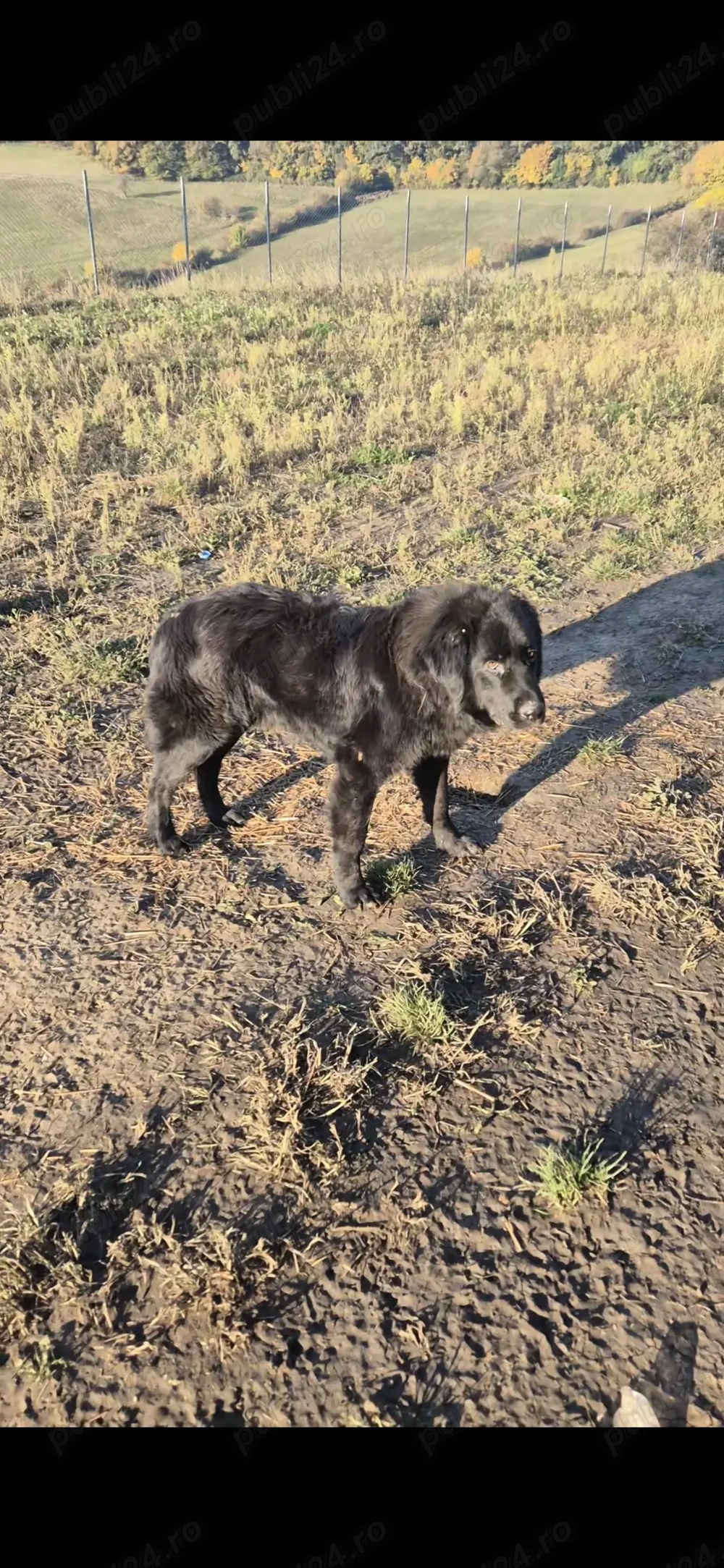 Ciobănesc Românesc Corb