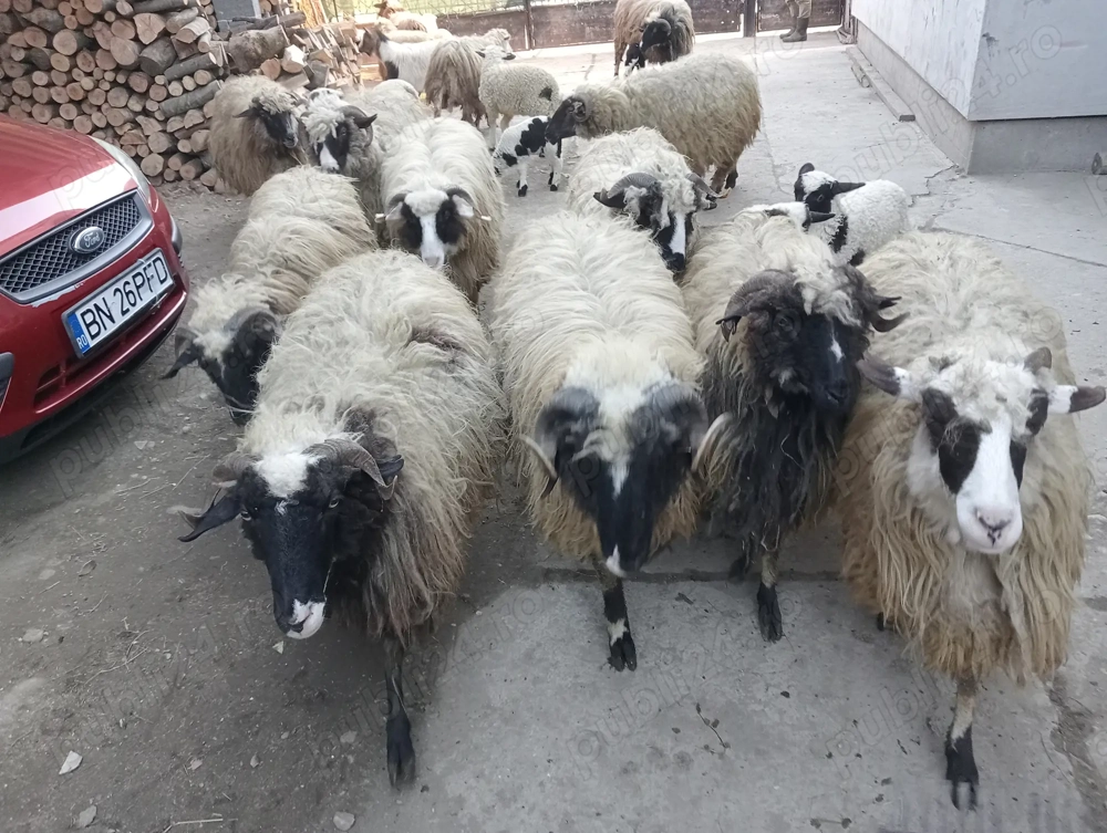 Vând oi cu miei 