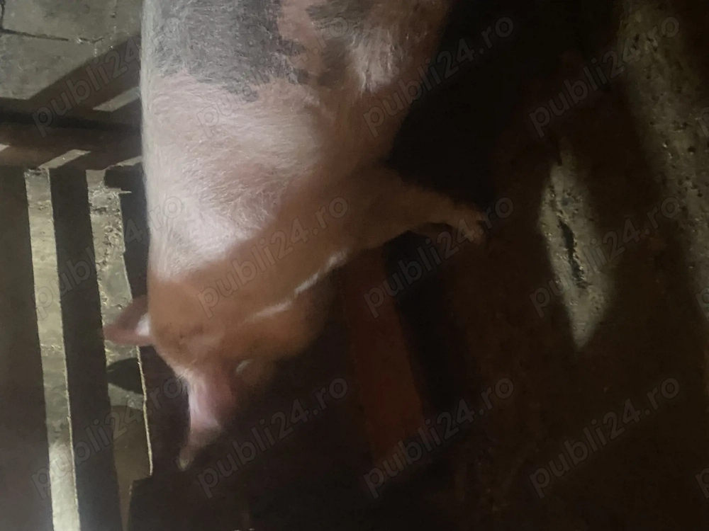 Porc de vânzare 14 lei kg