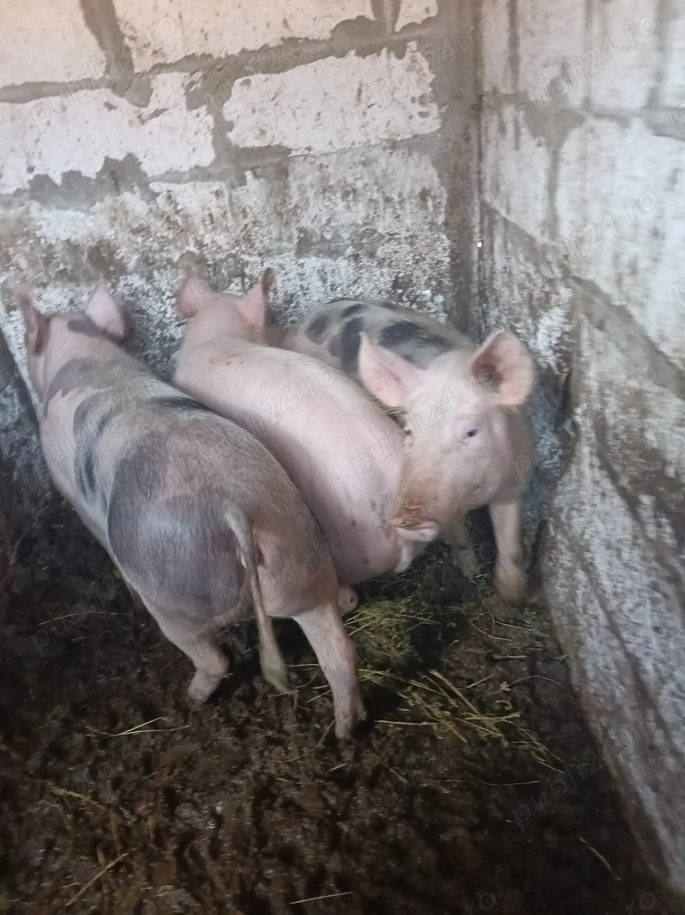 Vând purcei de carne