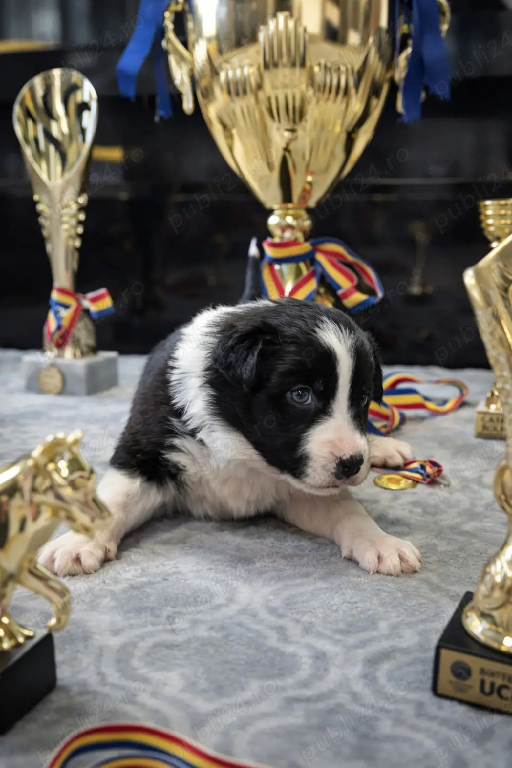 Border Collie Pedigree export CONSTANȚA rezervări deschise 