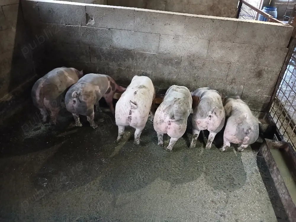 șoldanei rasa carne