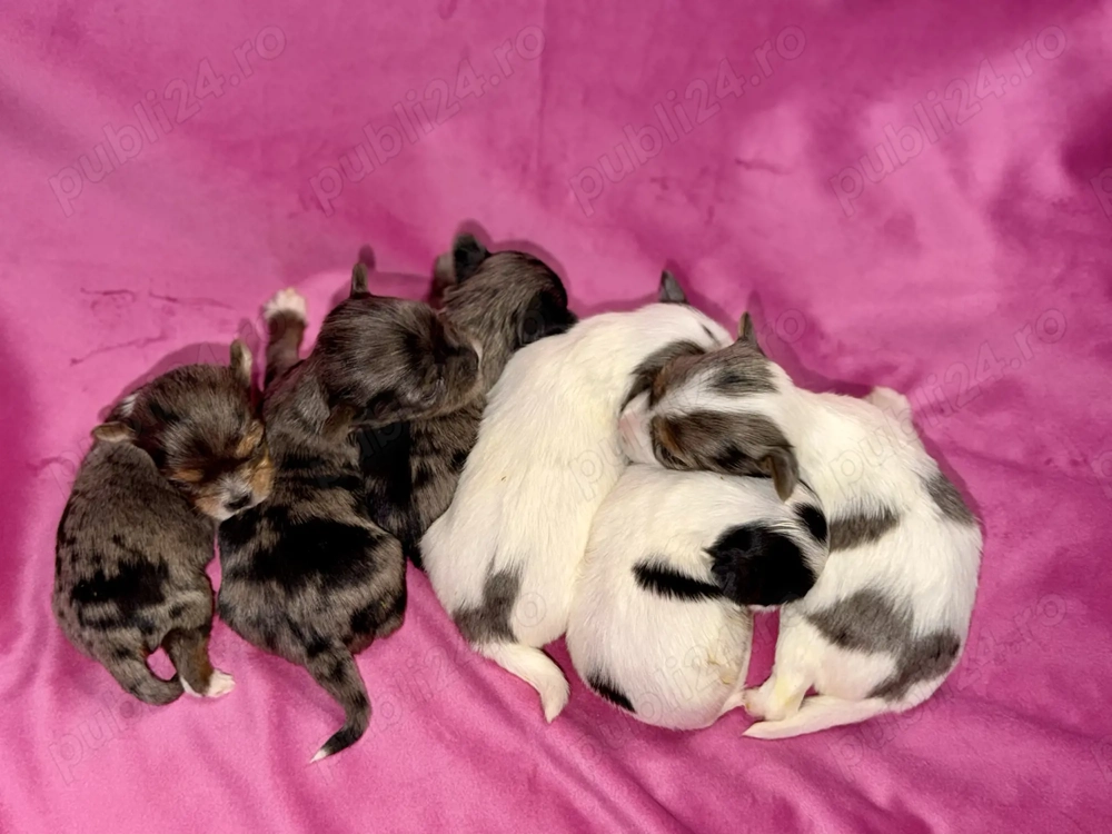 Yorkshire terrier Exotici