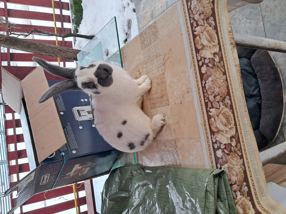 Vand mascul de 8 luni alb albastru !