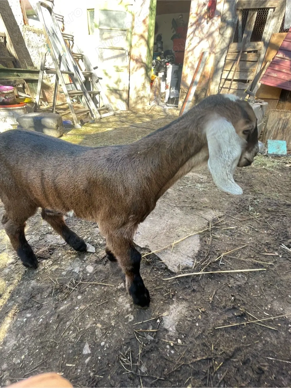 tapisor anglo nubian 