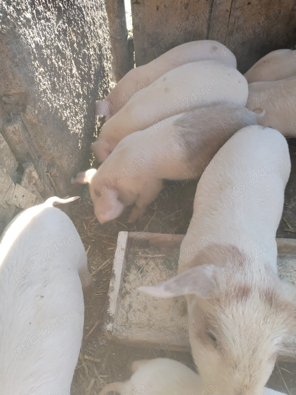 Purcei vânzare 