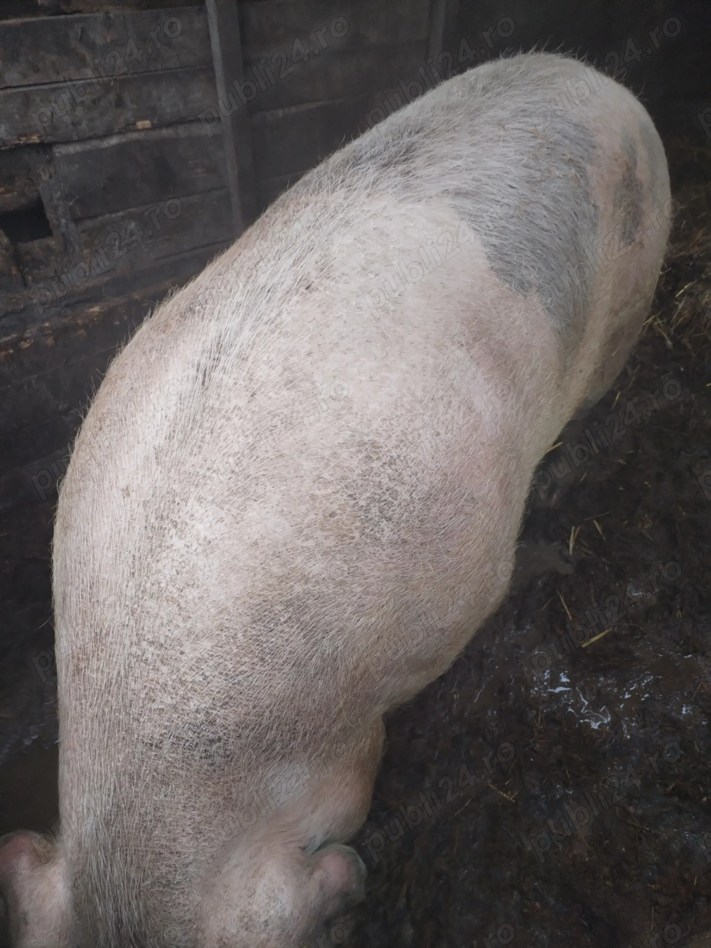 Vând porc de tăiat 