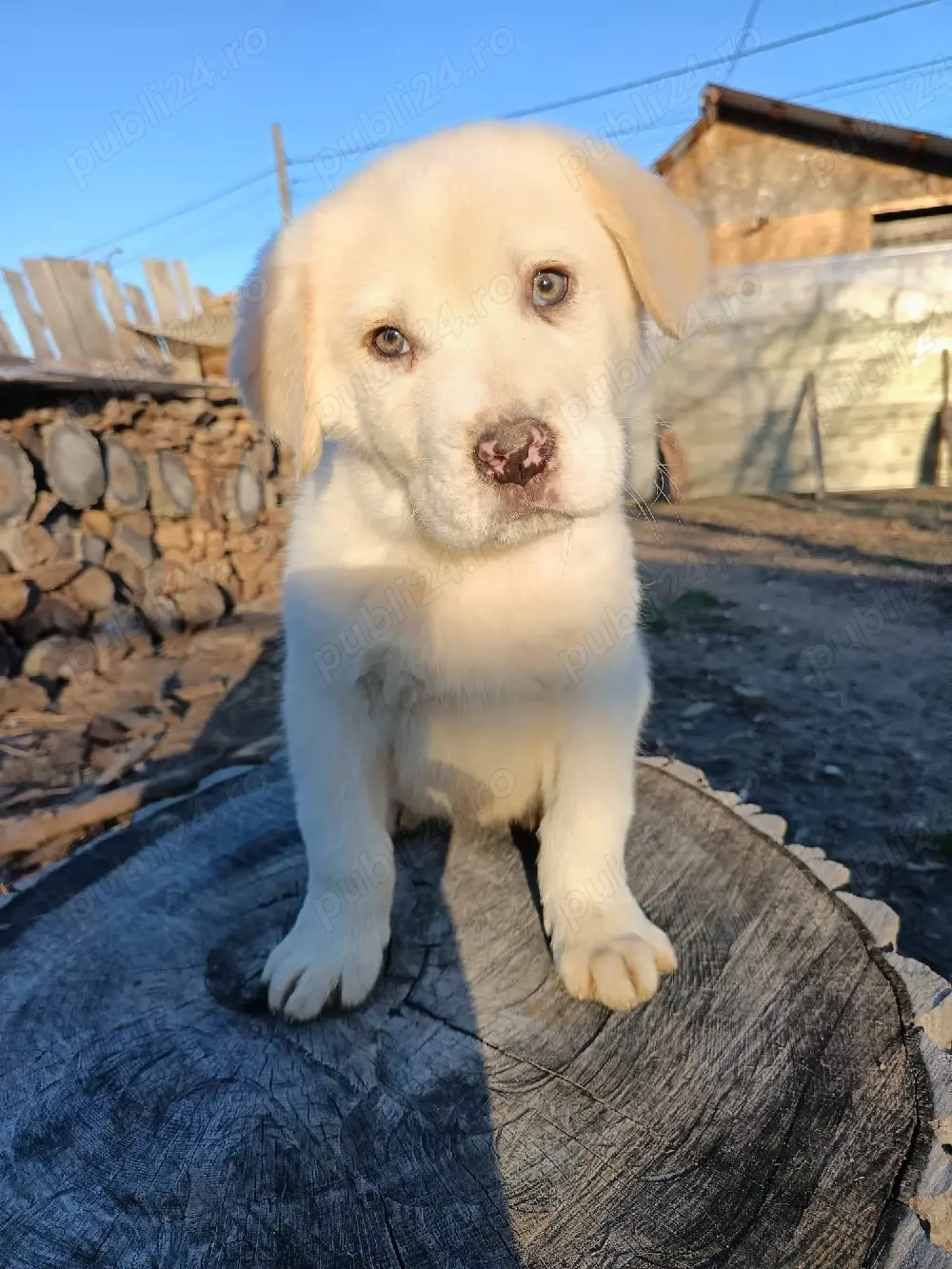 Ciobanesc de Asia Centrala Alb