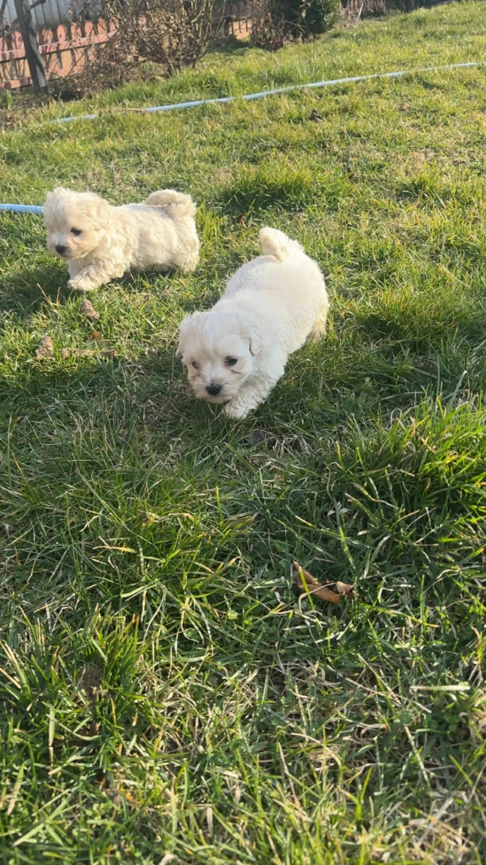 Bichon maltez talie mica