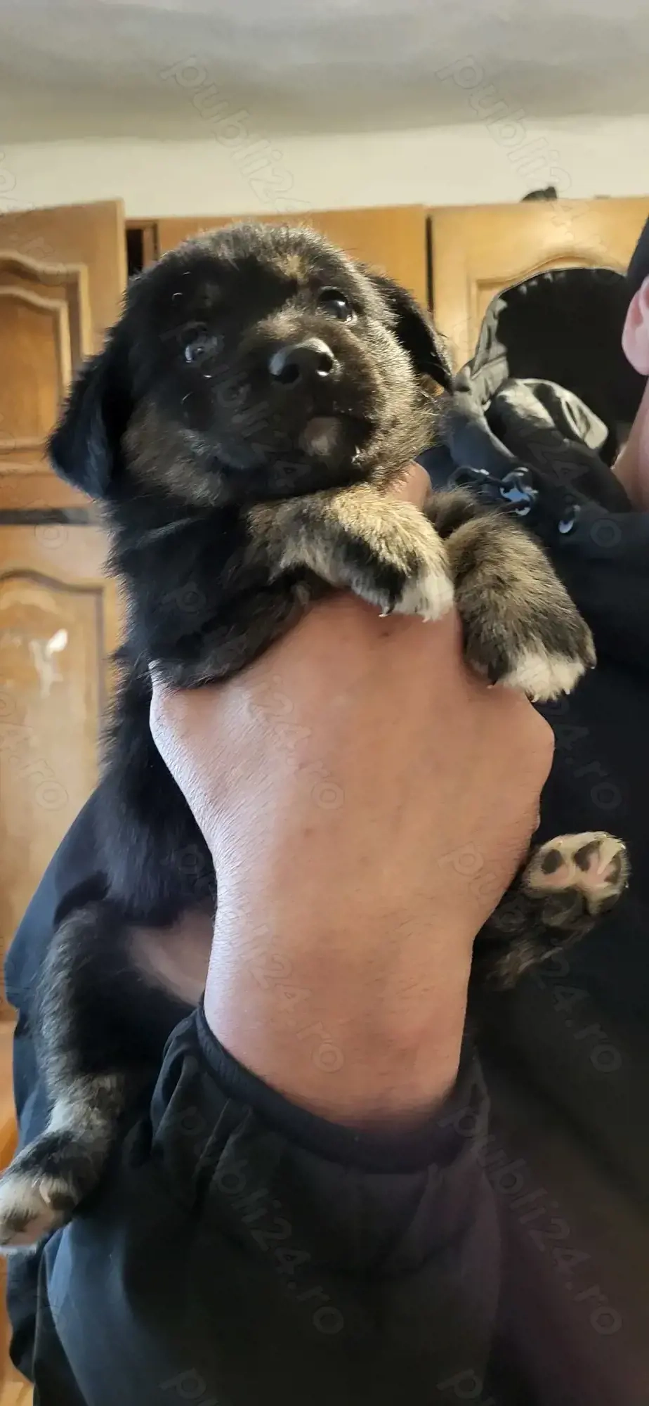 Donez catei talie mica