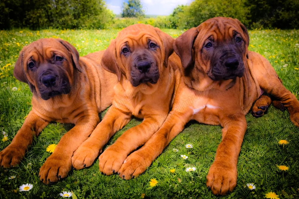 Pui Tosa Inu cu pedigree