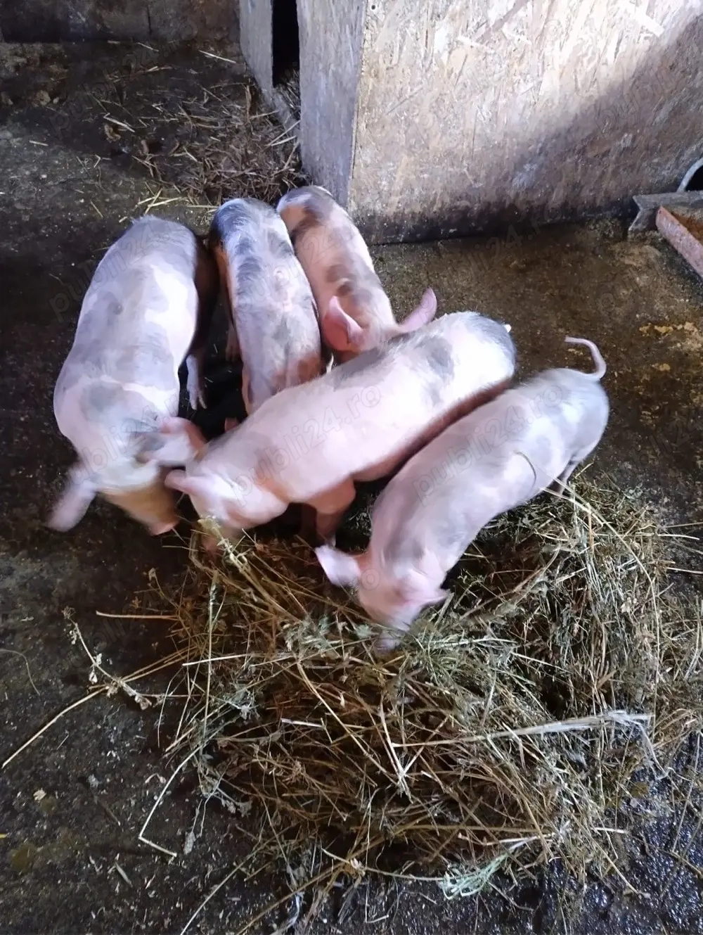 3 masculi din 5 Petrean- 10 saptamani