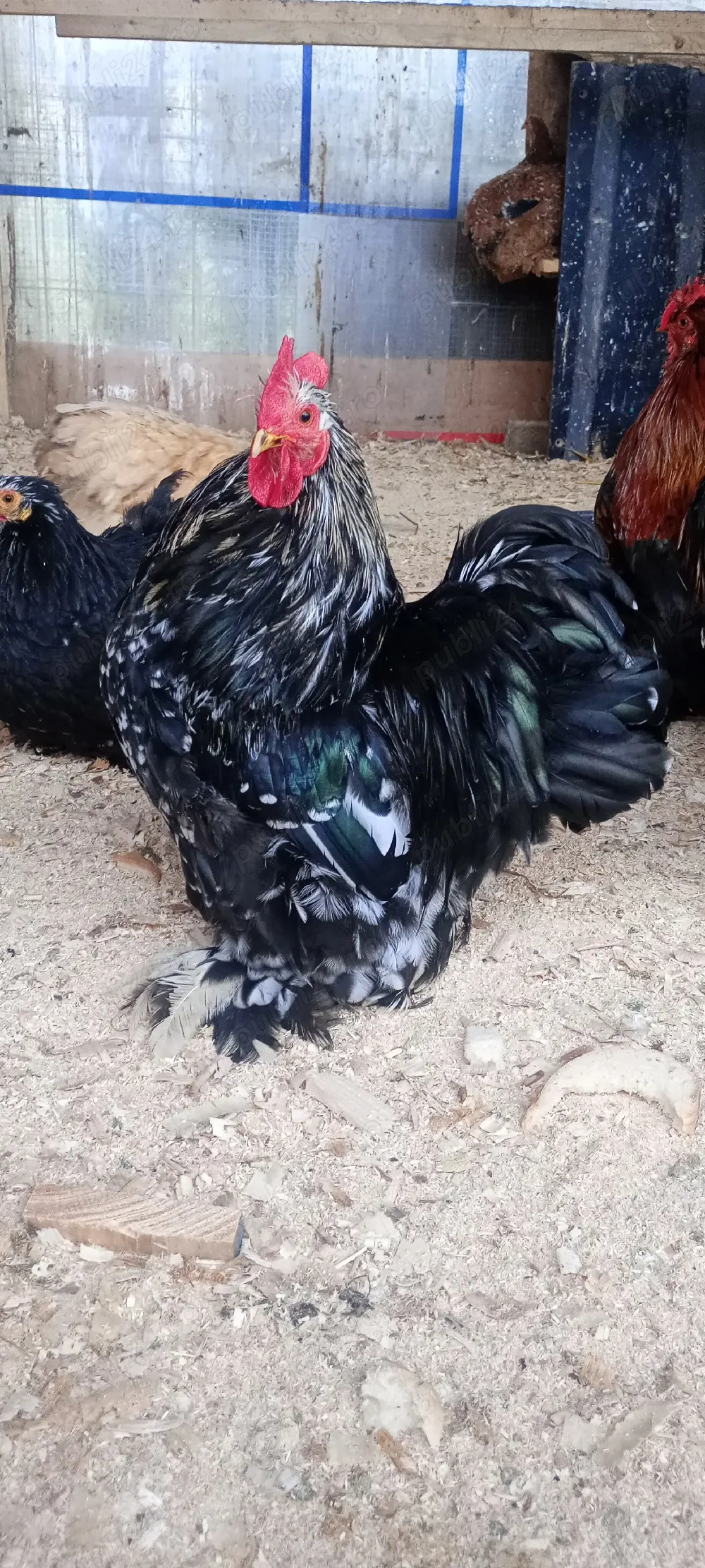 oua cochinchina pitic