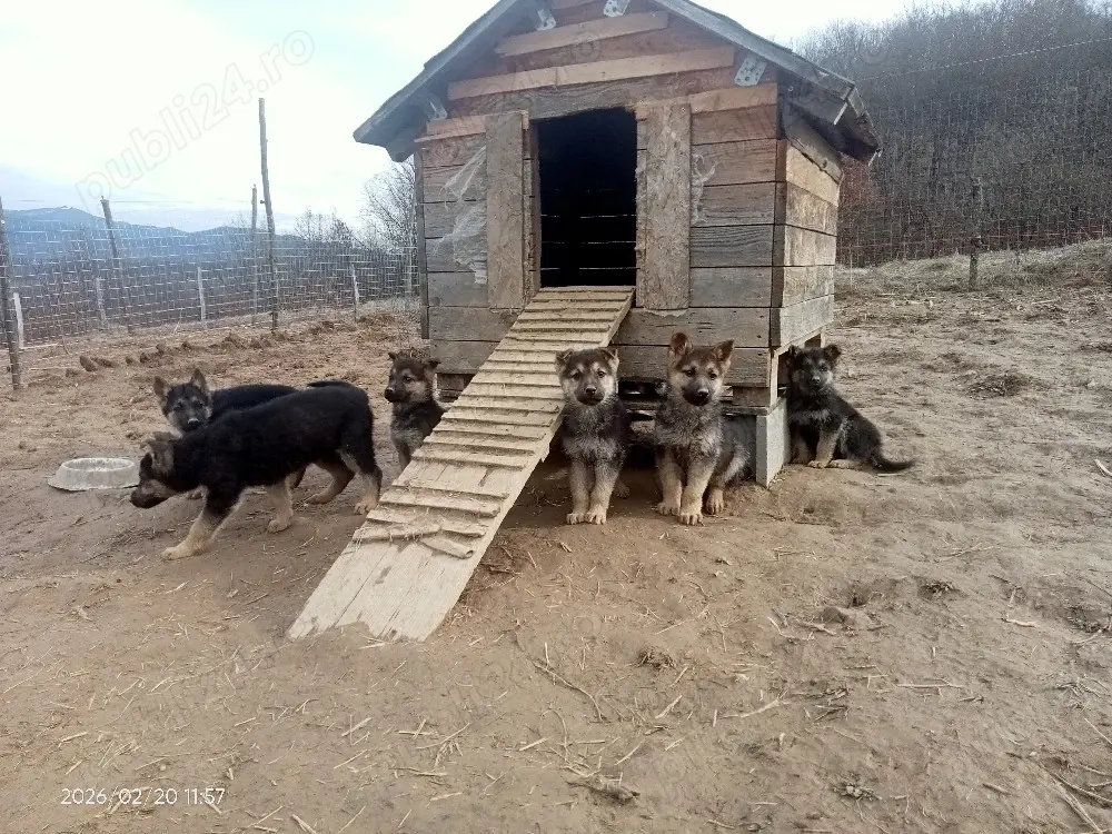 Catei ciobănesc german 