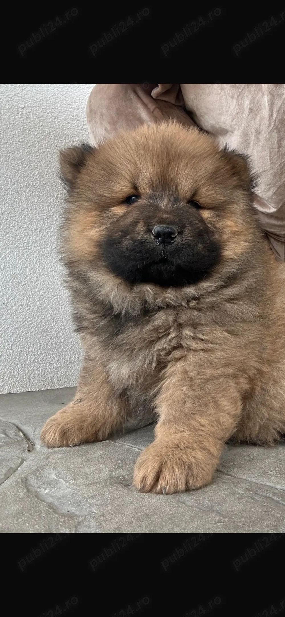 Cățeluși Chow Chow 