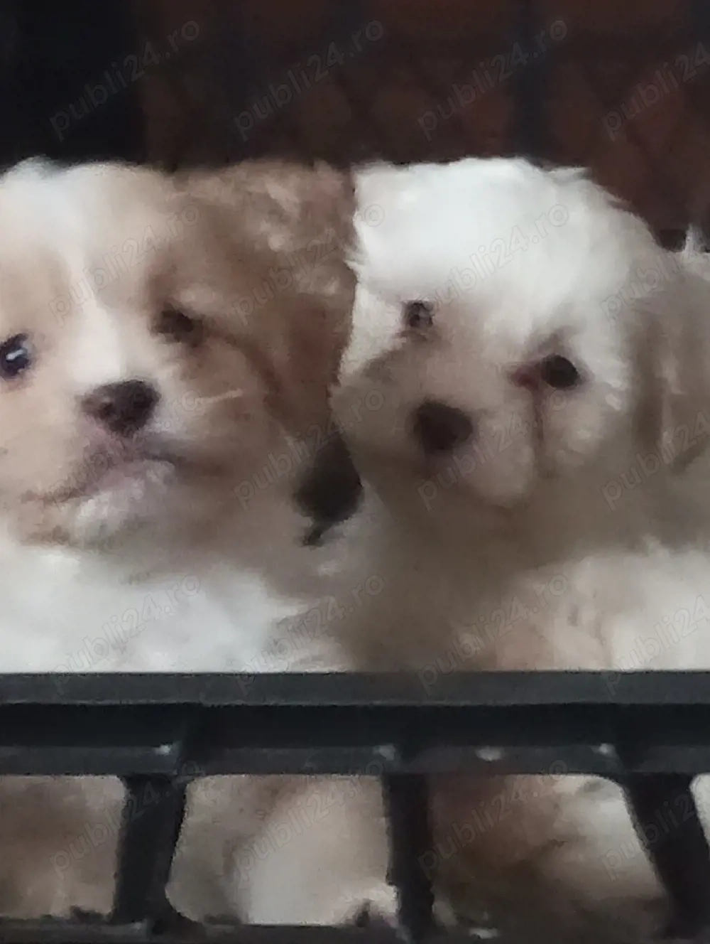 vînd CORSO , si pui bishon, talie mică toy