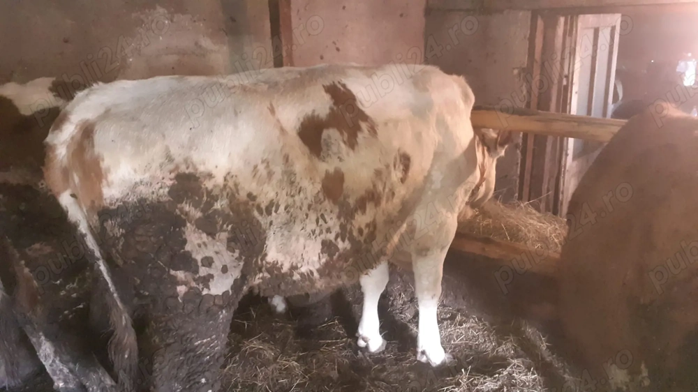 junincă de vânzare ref 