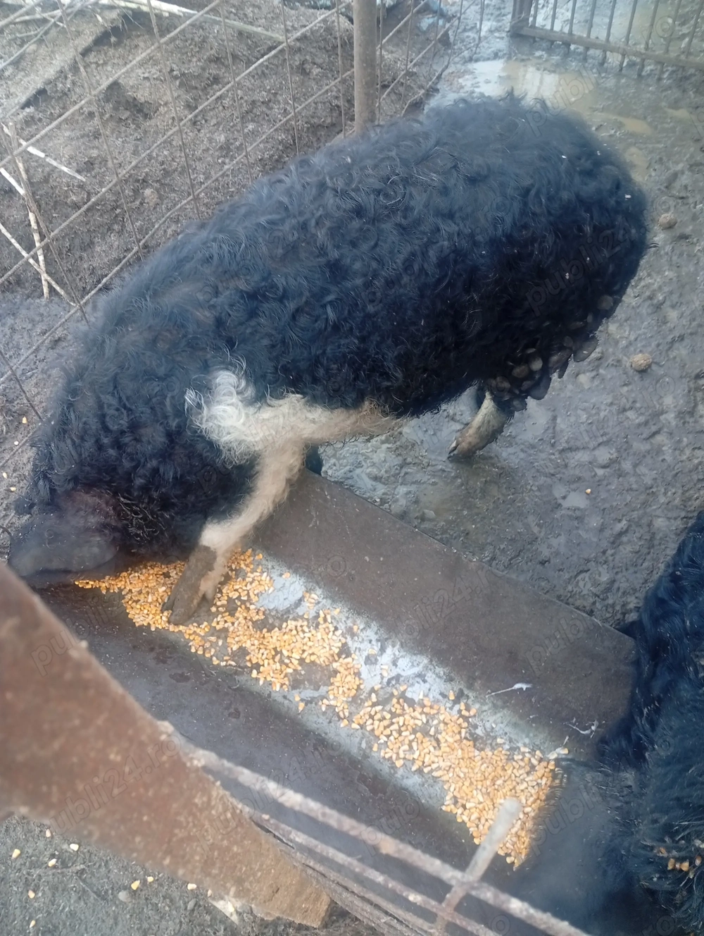 De vânzare mangalița 