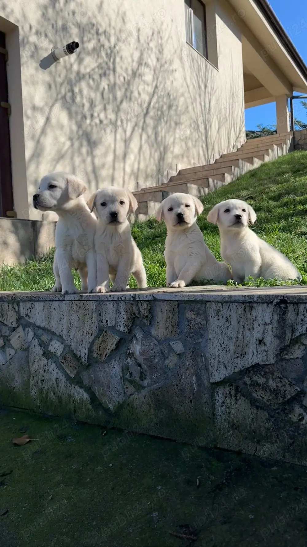 Catei labrador cu pedigree