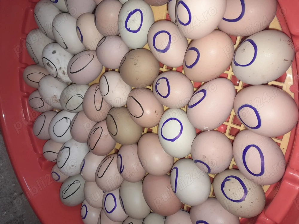 Cine dorește pui de casa !!!