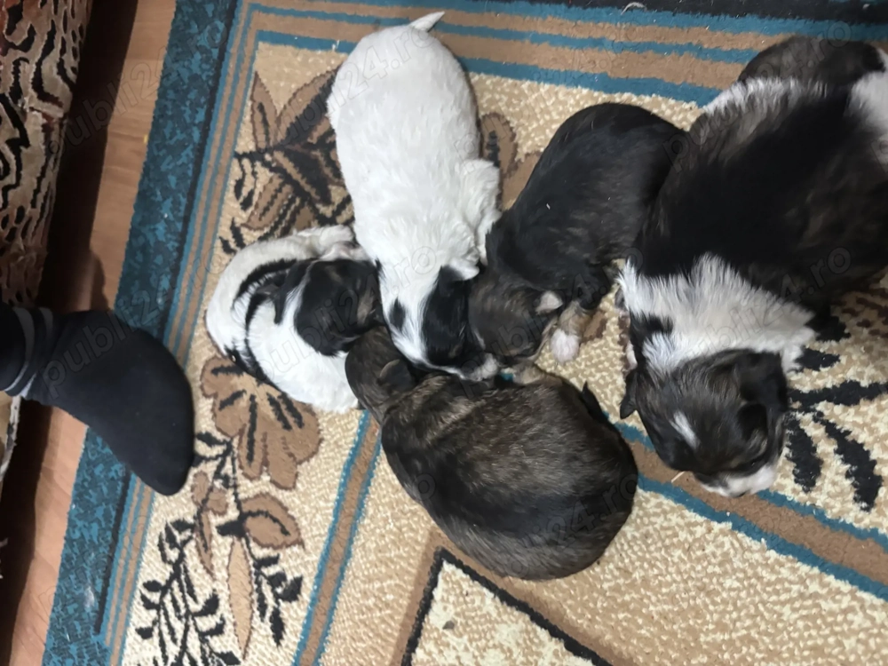 Vând Căței Bichon Maltez