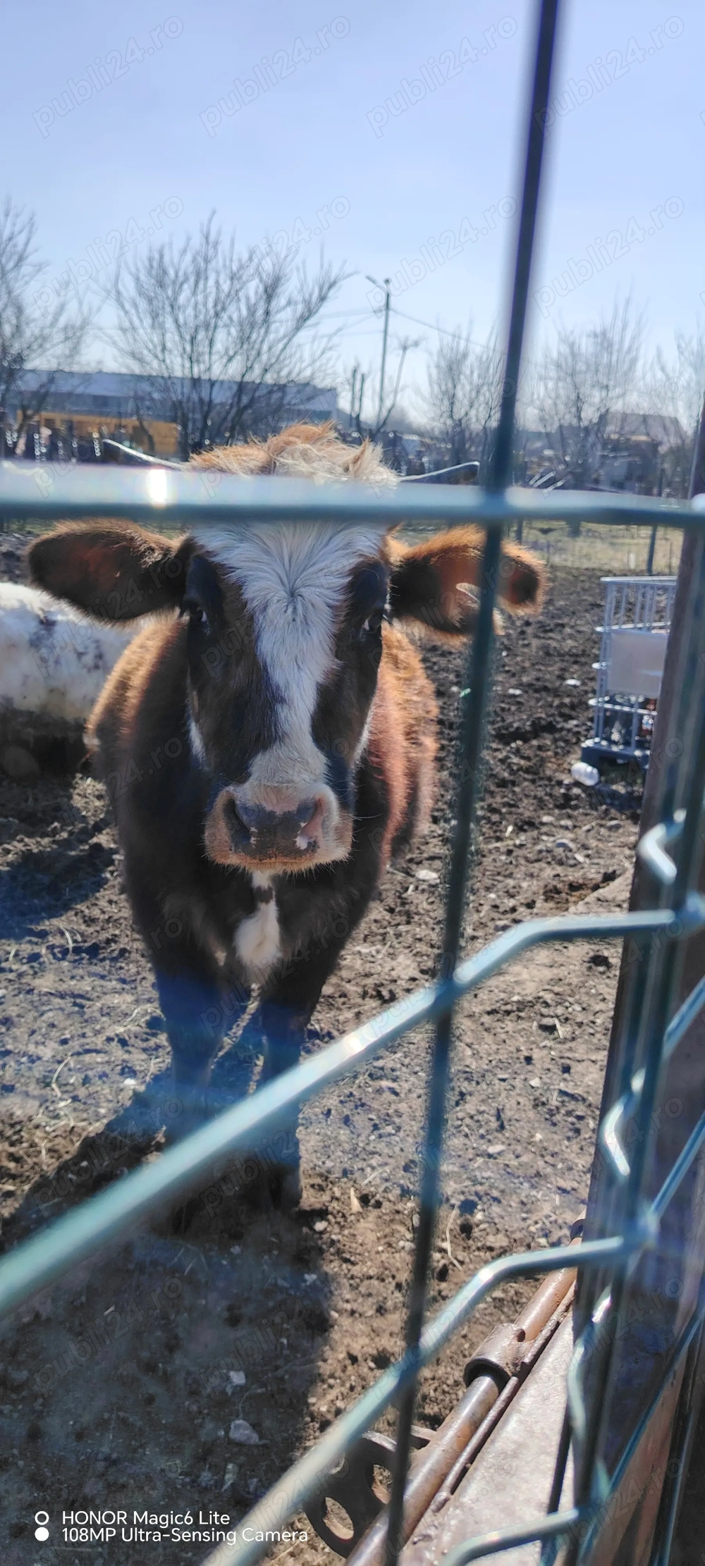 De vânzare 2 văcuțe, junincă cu vițeluș și bălțată gestanta