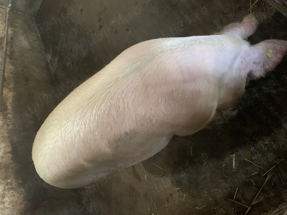 Vind porc pentru sacrificat