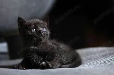 British Balck 