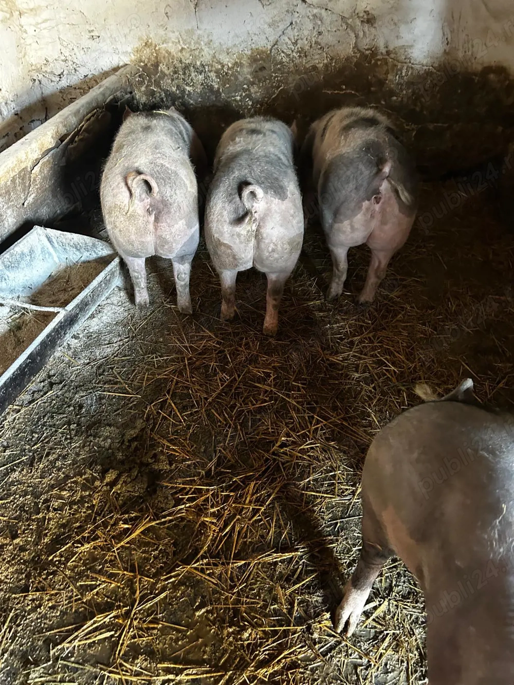 Baloti lucerna de vânzare 30 lei balot, baloti paie 15 lei balot, purcele pt monta 13 lei, Ilfov. 