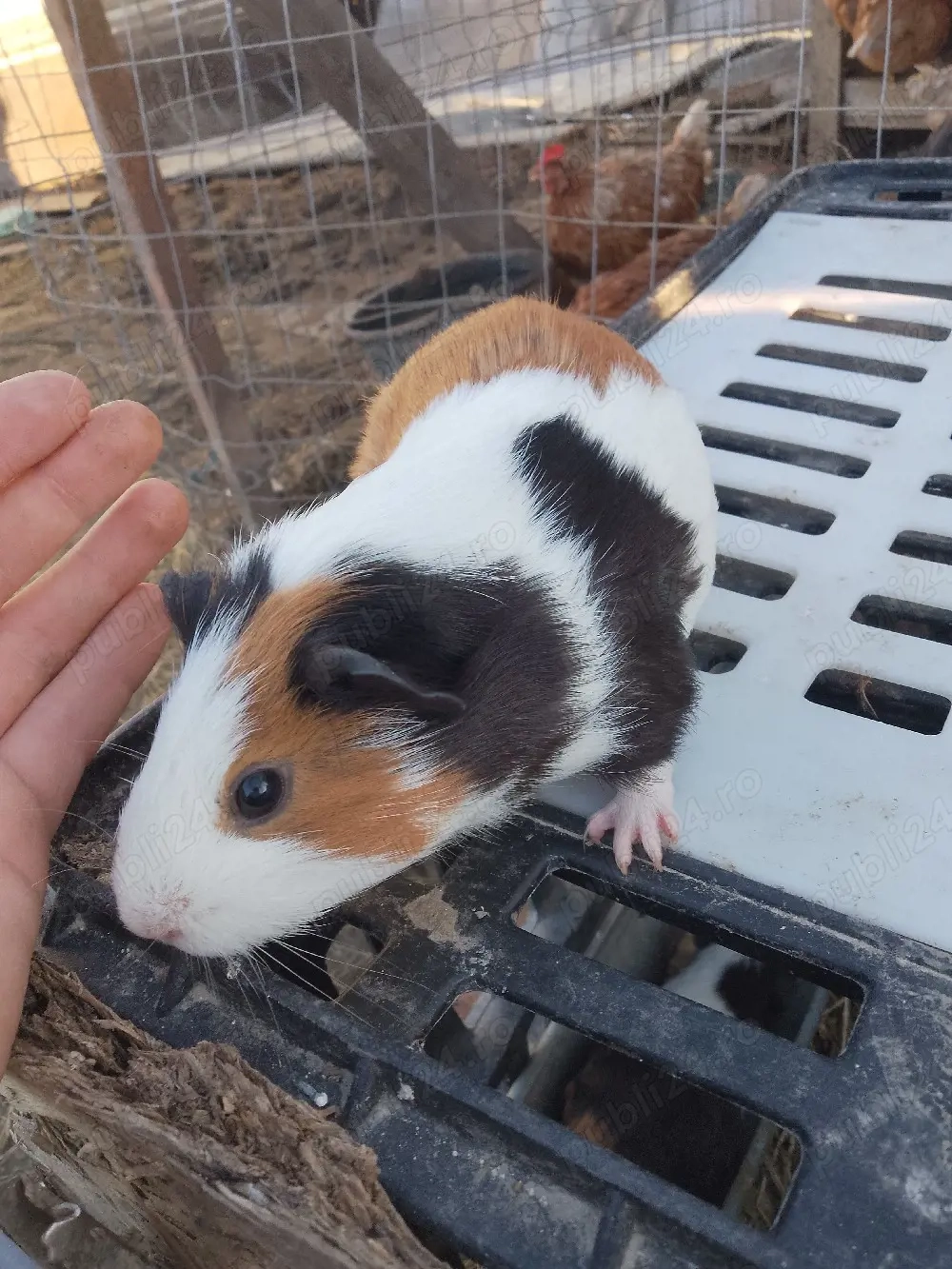 Porcusori de guineea 