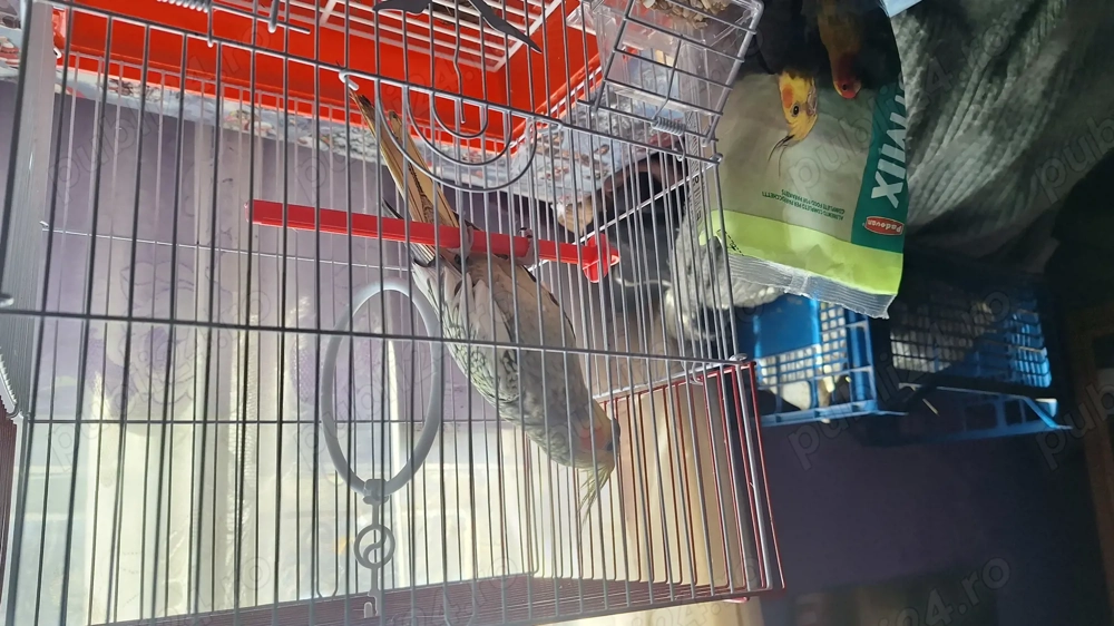 Vand nifa foarte blândă sta și prin casa cu tine