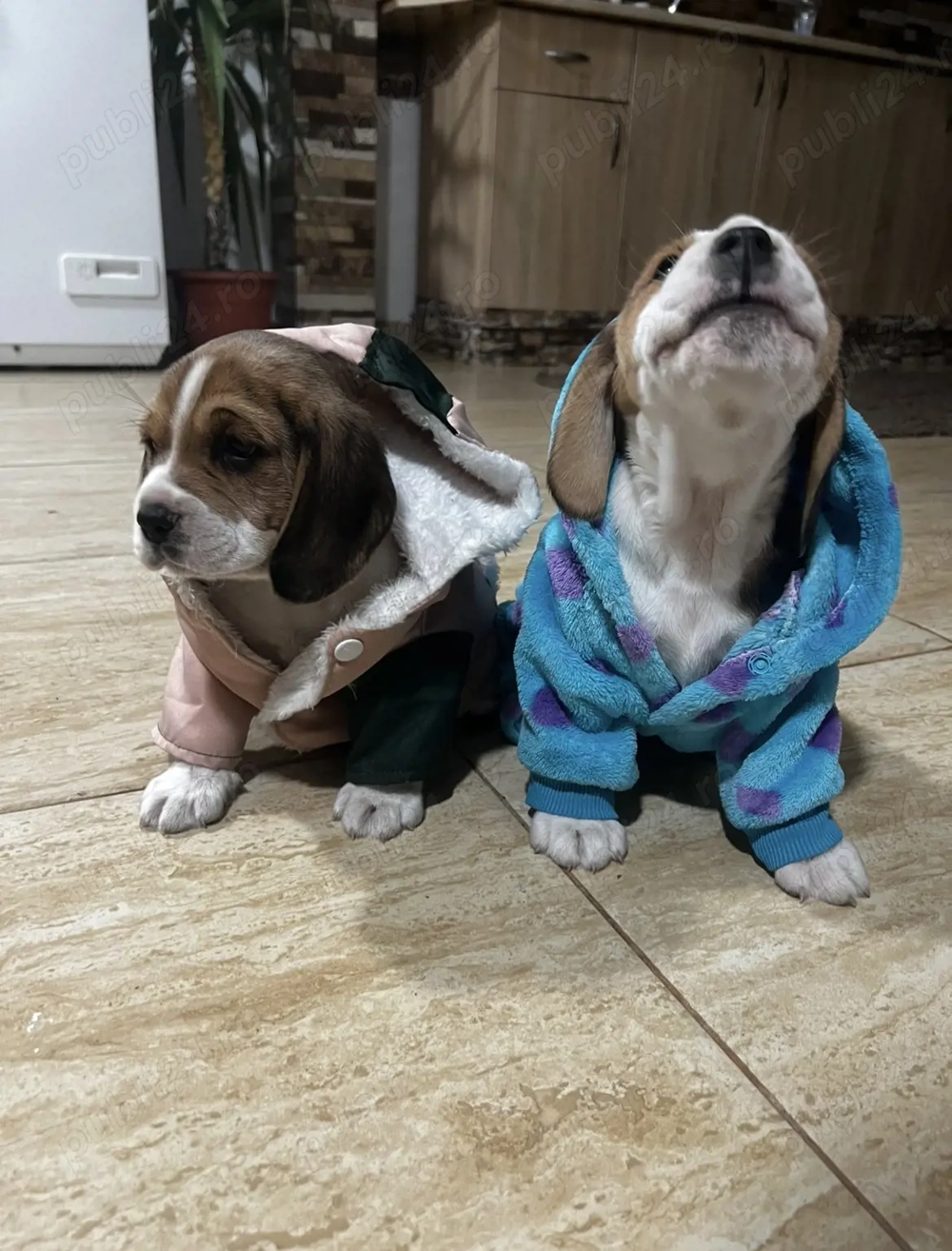 Căței Beagle de rasă   pui sănătoși, veseli și pregătiți pentru o familie iubitoare 