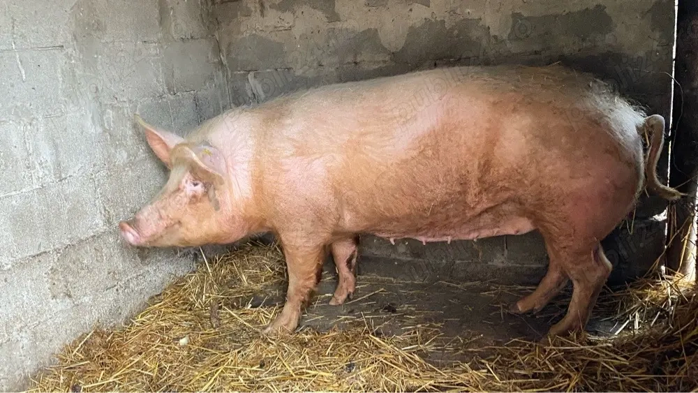 Purcea de vanzare Pietran cu Marele Alb!