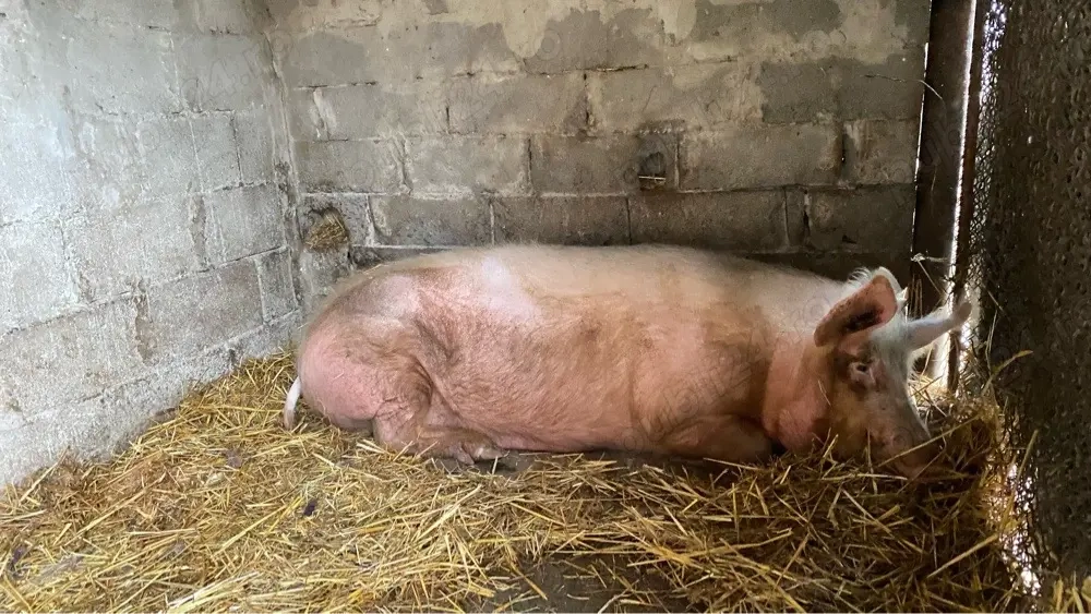 Purcea de vanzare Pietran cu Marele Alb!