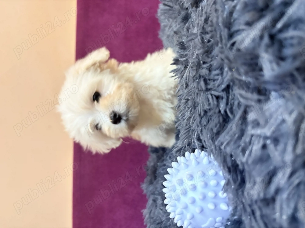Bichon Maltez 2 luni
