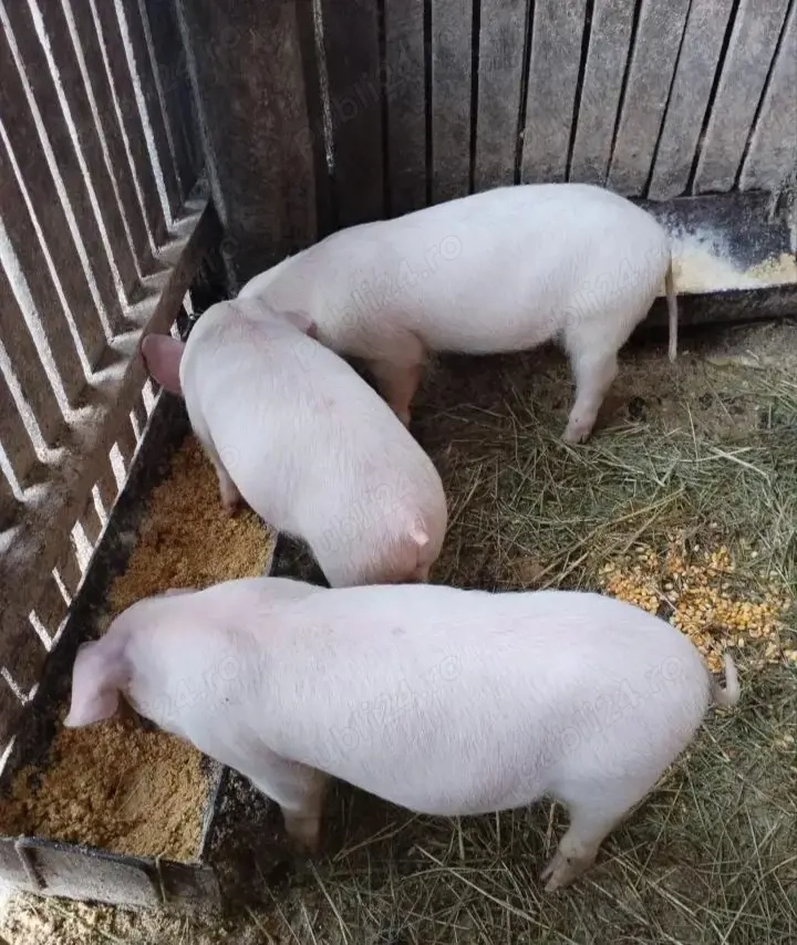 Vand Purcei 2 luni jumate 