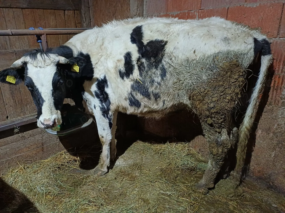 vind juninca dea fata 