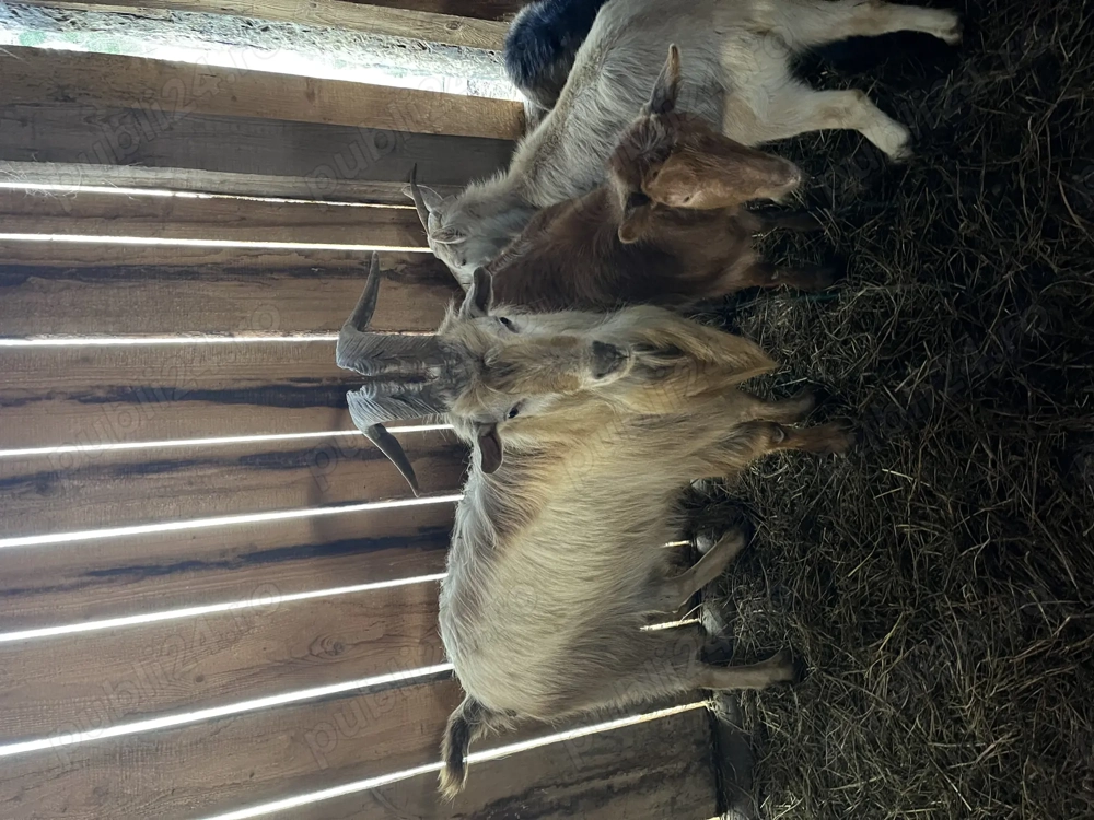 Țap metis de zana cu alpin