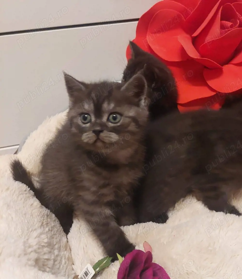 Pisici British Shorthair