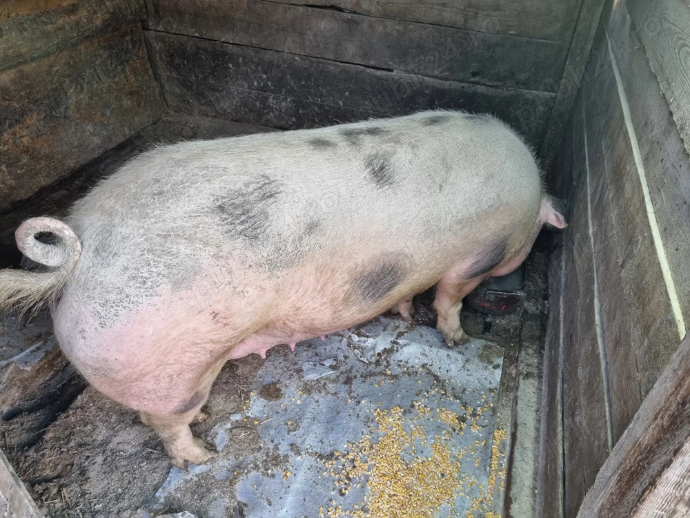 De vanzare scroafă,doua fătări ,aproximativ 300kg!