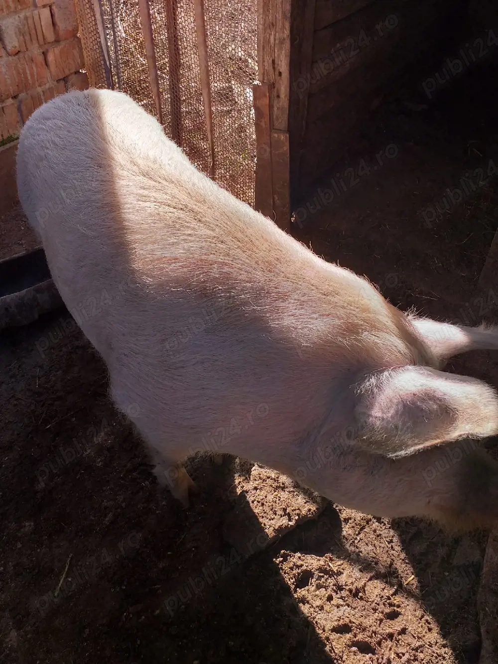 Soldani si scroafa de vânzare 