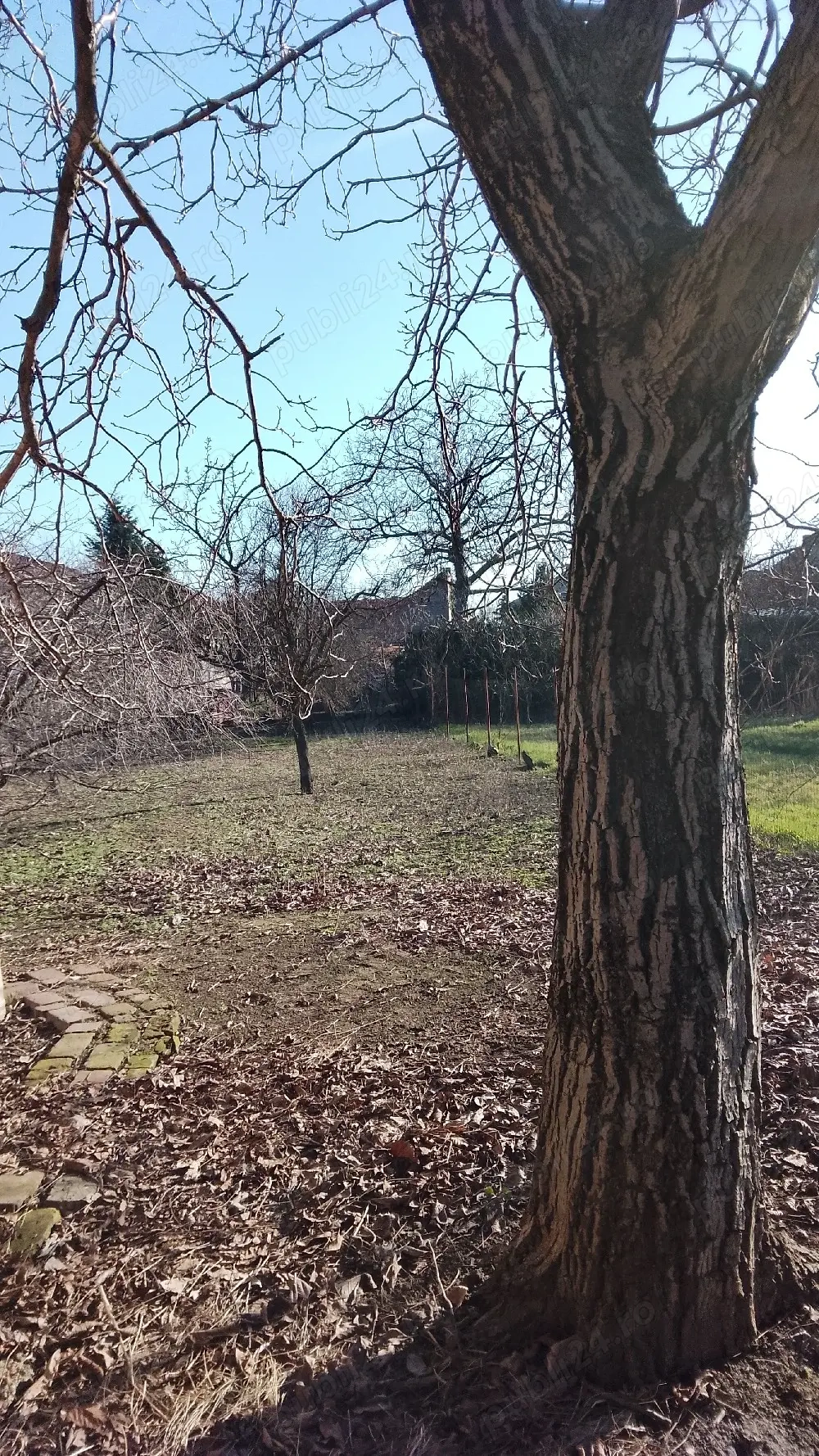 Dau in chirie gradina central Arad