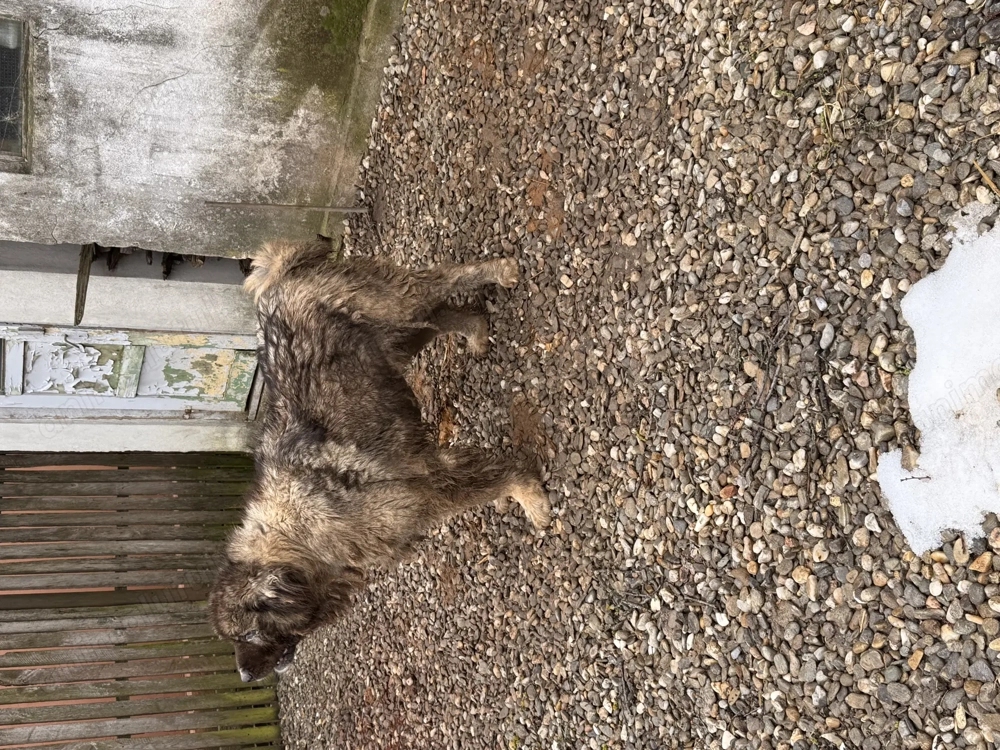 Femela Ciobanesc Caucazian