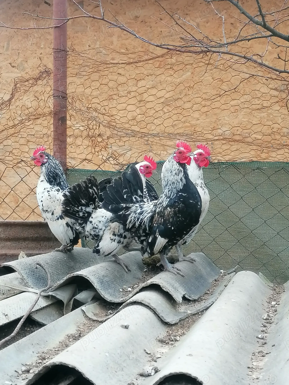 Vând cocoșei și voiajori sport! 