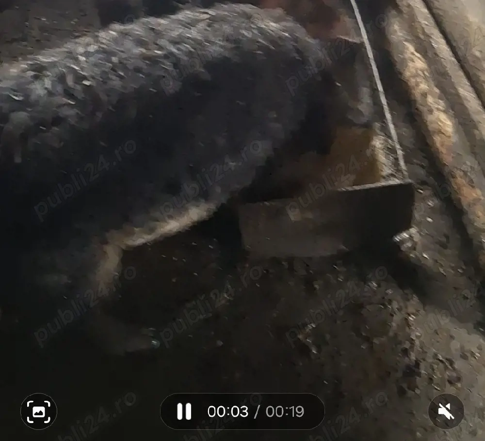 vând scrofița mangalita 