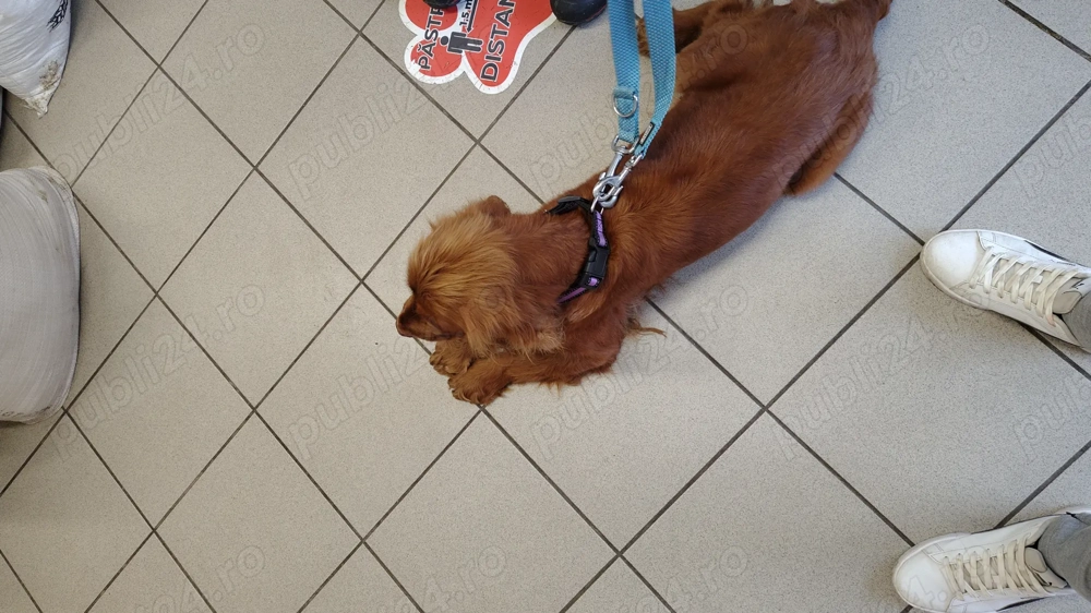 Coker spaniol englez